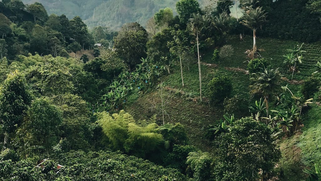 Tradición de café en Colombia