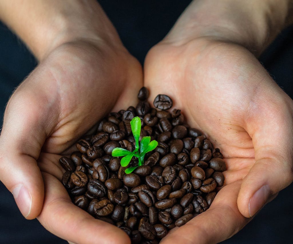 Café orgánico vs convencional: ¿cuál es la mejor opción? - Guía 2023